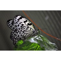 Отзыв на Выставка тропических бабочек