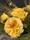 <a href="/users/sonyasweety">sonyasweety</a>