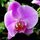 <a href="/users/kunakova-tatyanka">Princessa</a>
